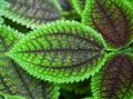 Pilea involucrata